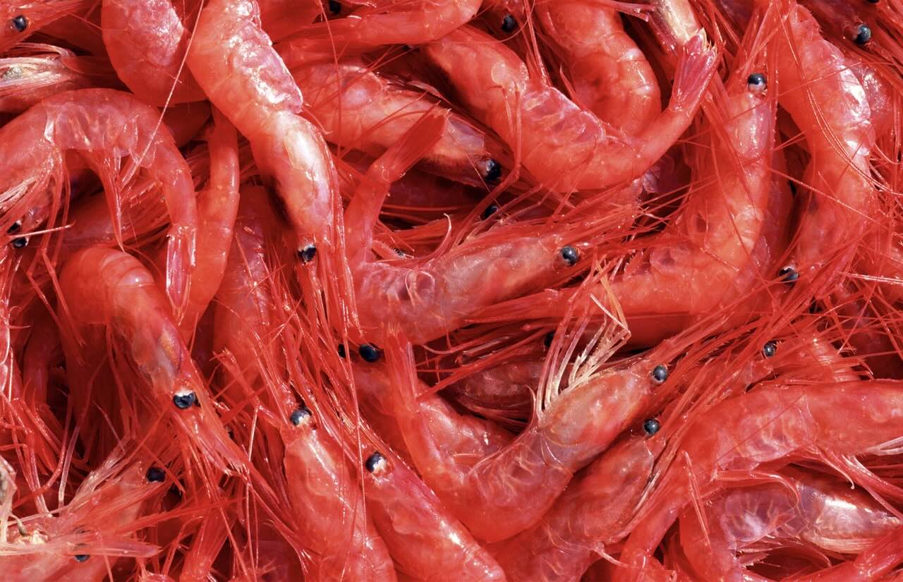 internal sunscreen astaxanthin natural carotenoid pigment salmon flamingo crustacean microalgae