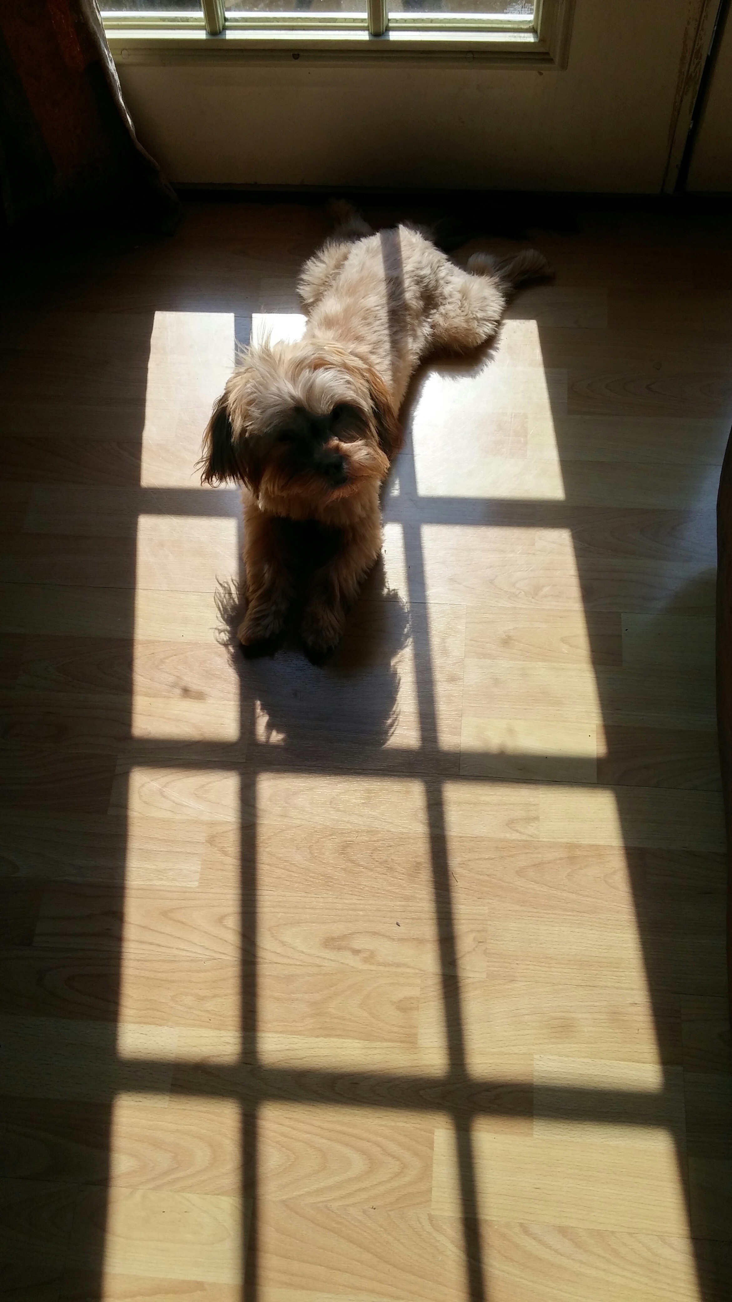 Dog lying in a patch of sunlight on a timber-look floor at home in Brisbane — easy-to-clean flooring that stays comfortable for pets and everyday living