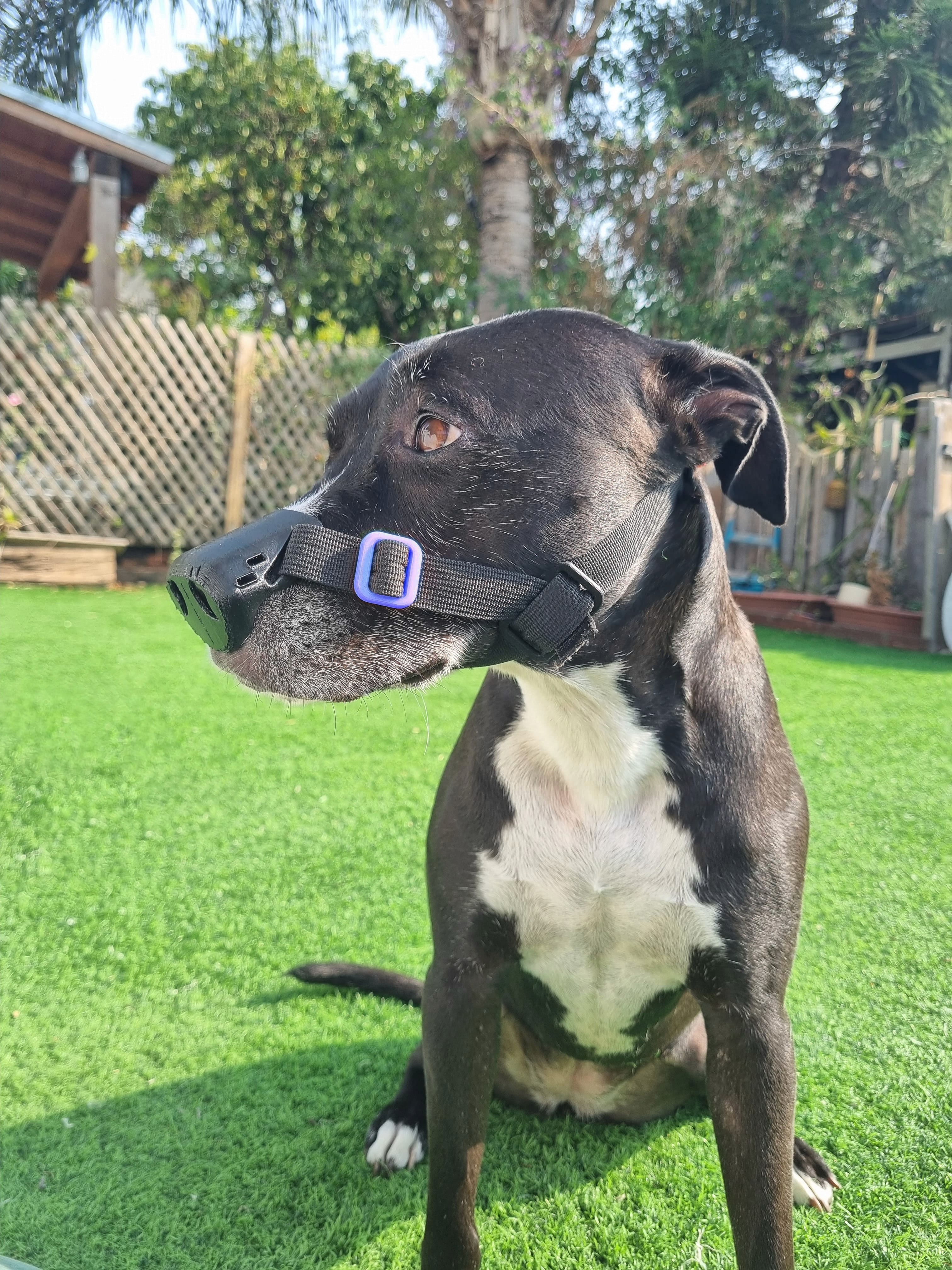 Billie the pitbull with healed nose after using SnoutCover for DLE treatment