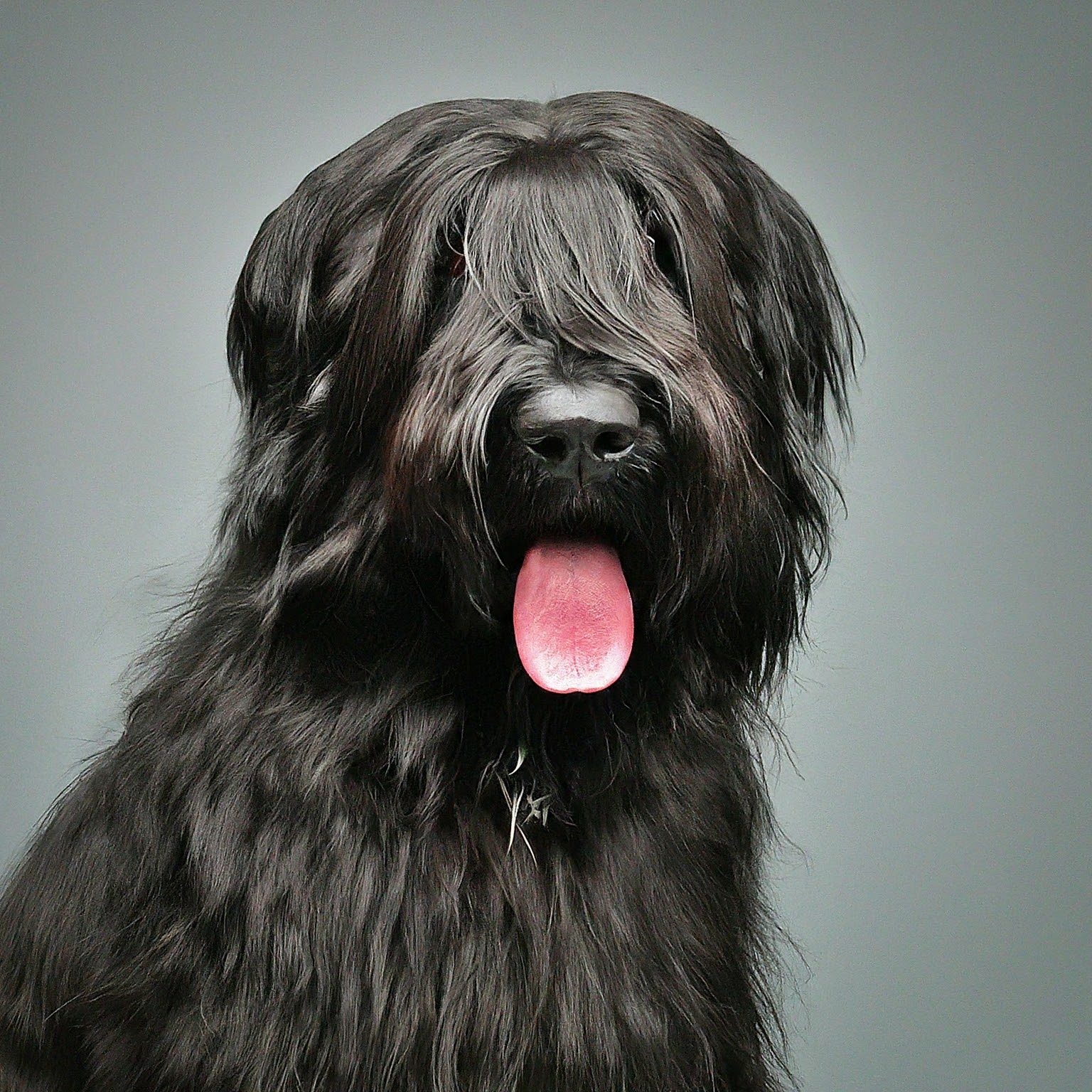 BUDDYUNO, Briard