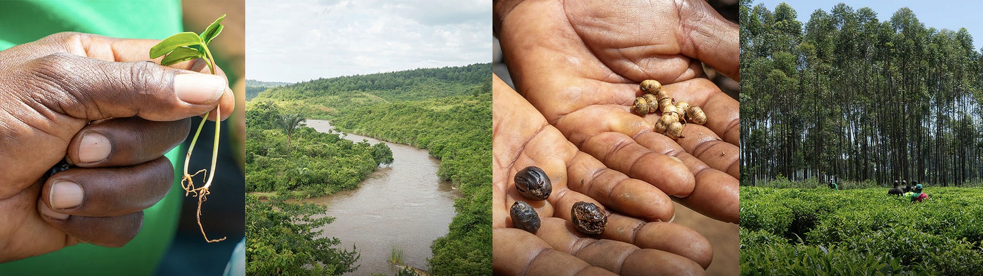 Mozambique seedlings and landscape