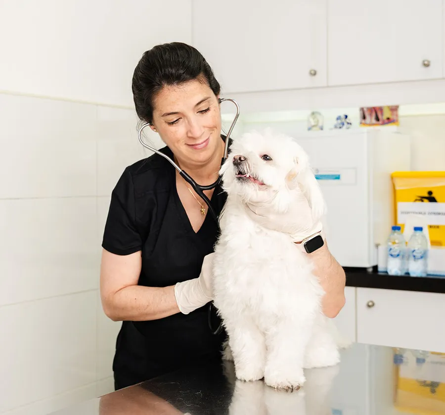 A white dog is being examined by a veterinarian inside the clinic.