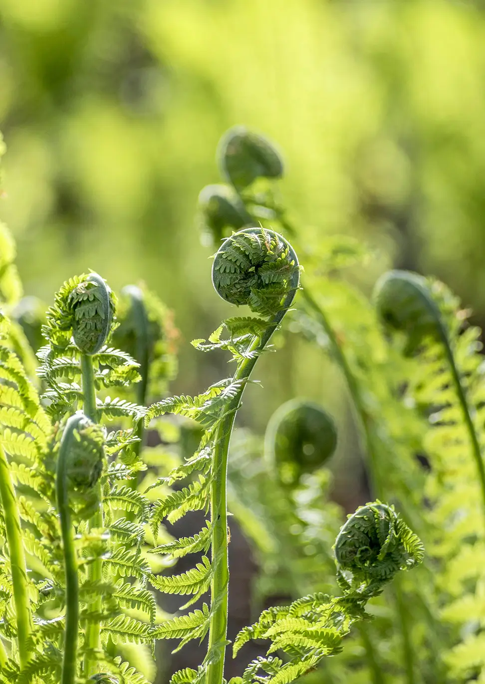 Close-up of vibrant green ferns with tightly curled fronds, creating a lush and natural atmosphere.
