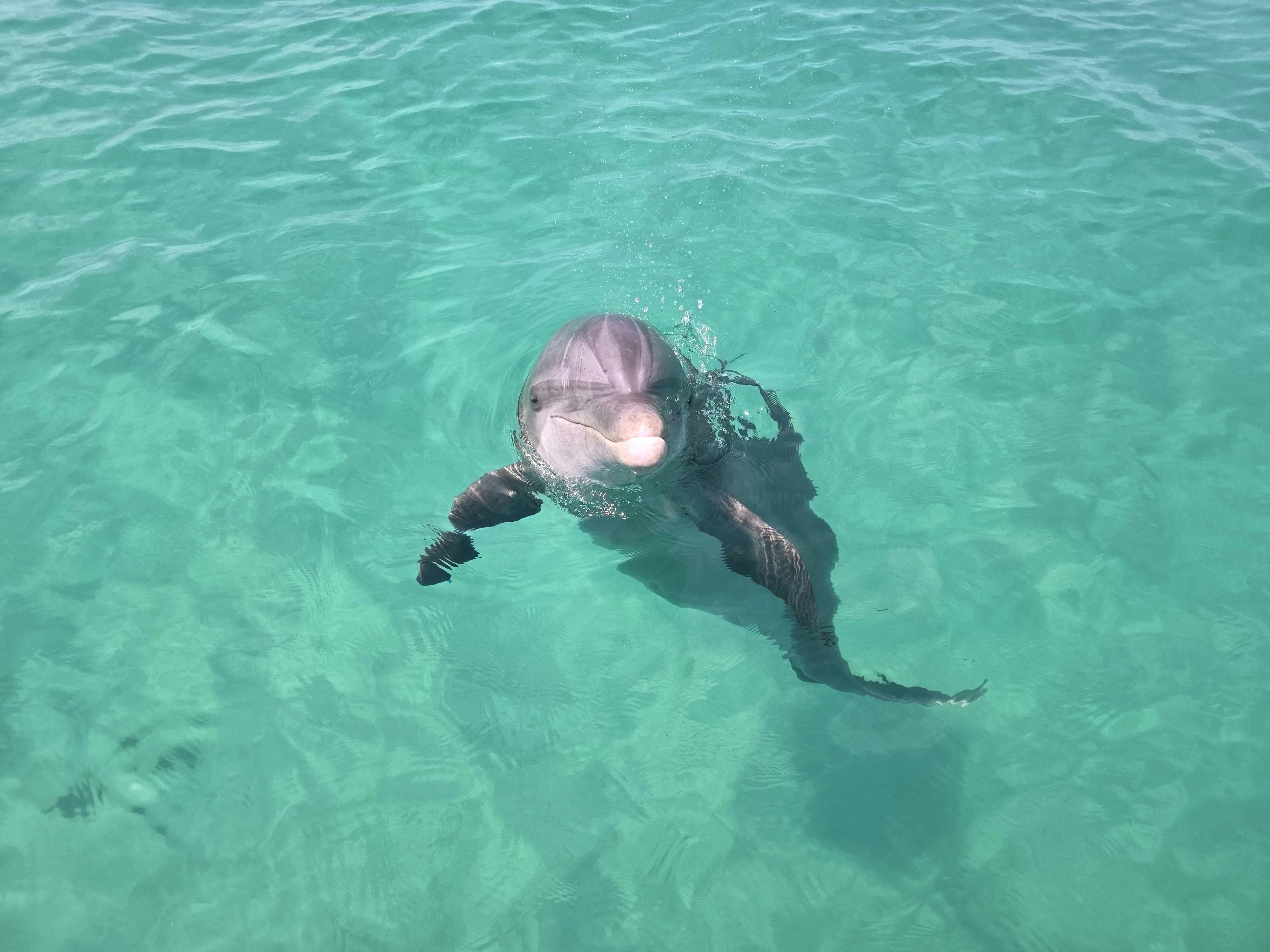 En delfin simmar i vatten och tittar mot kameran