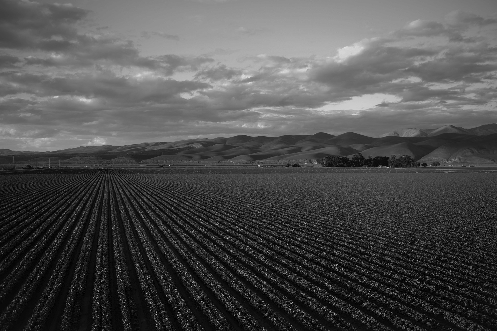 Wide agricultural field with neat crop rows stretching toward distant hills under a cloudy sky.