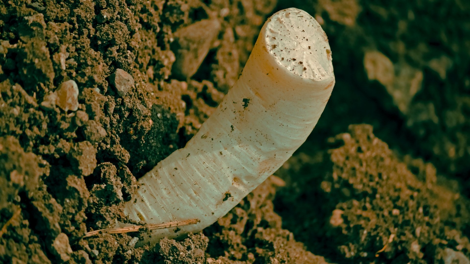Radish (Raphanus sativus)