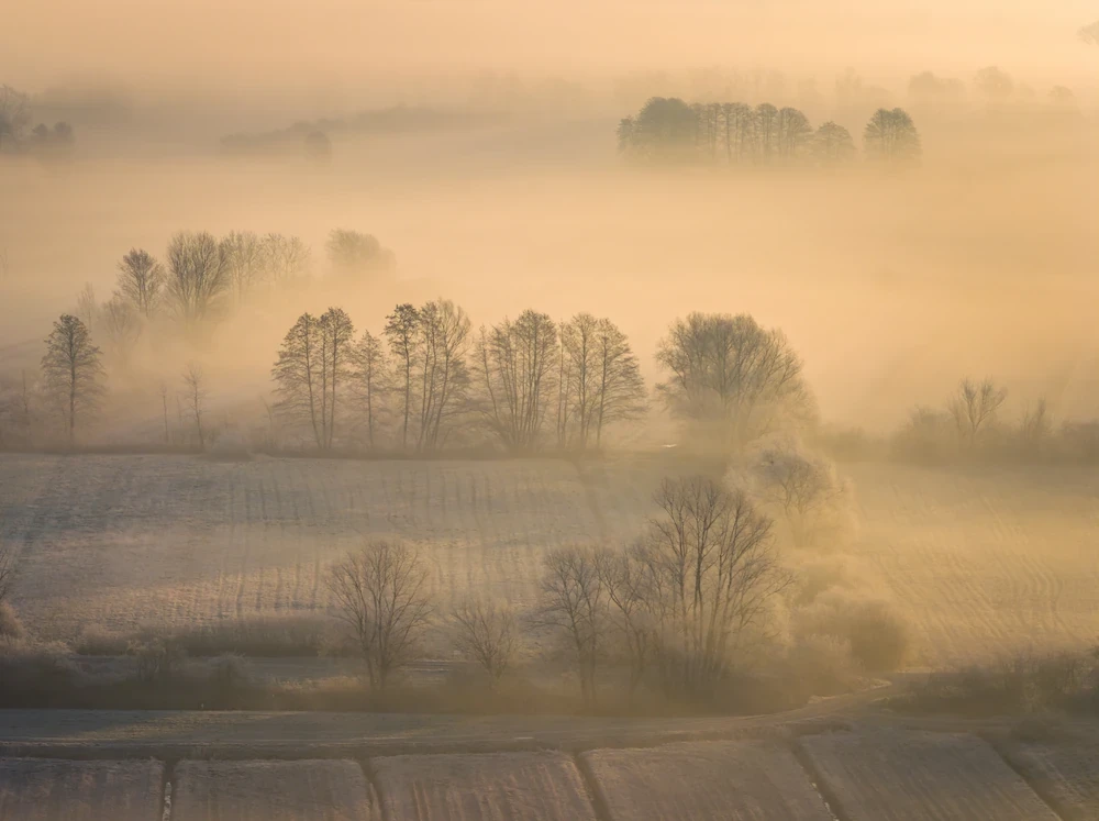 A soft, ethereal landscape of the Slovenian countryside at dawn, showing frost-covered fields and clusters of leafless trees emerging from a thick, golden morning fog under warm sunrise light.