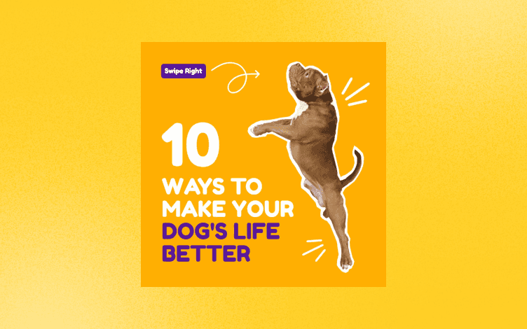 Instagram infographic about 10 ways to make your dog’s life better