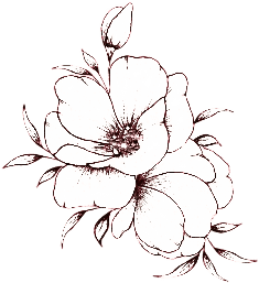 Lamb Hand Drawing