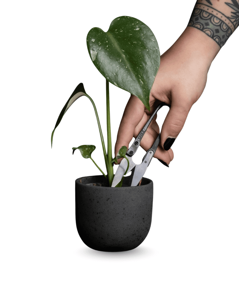 Plant Care Scissors