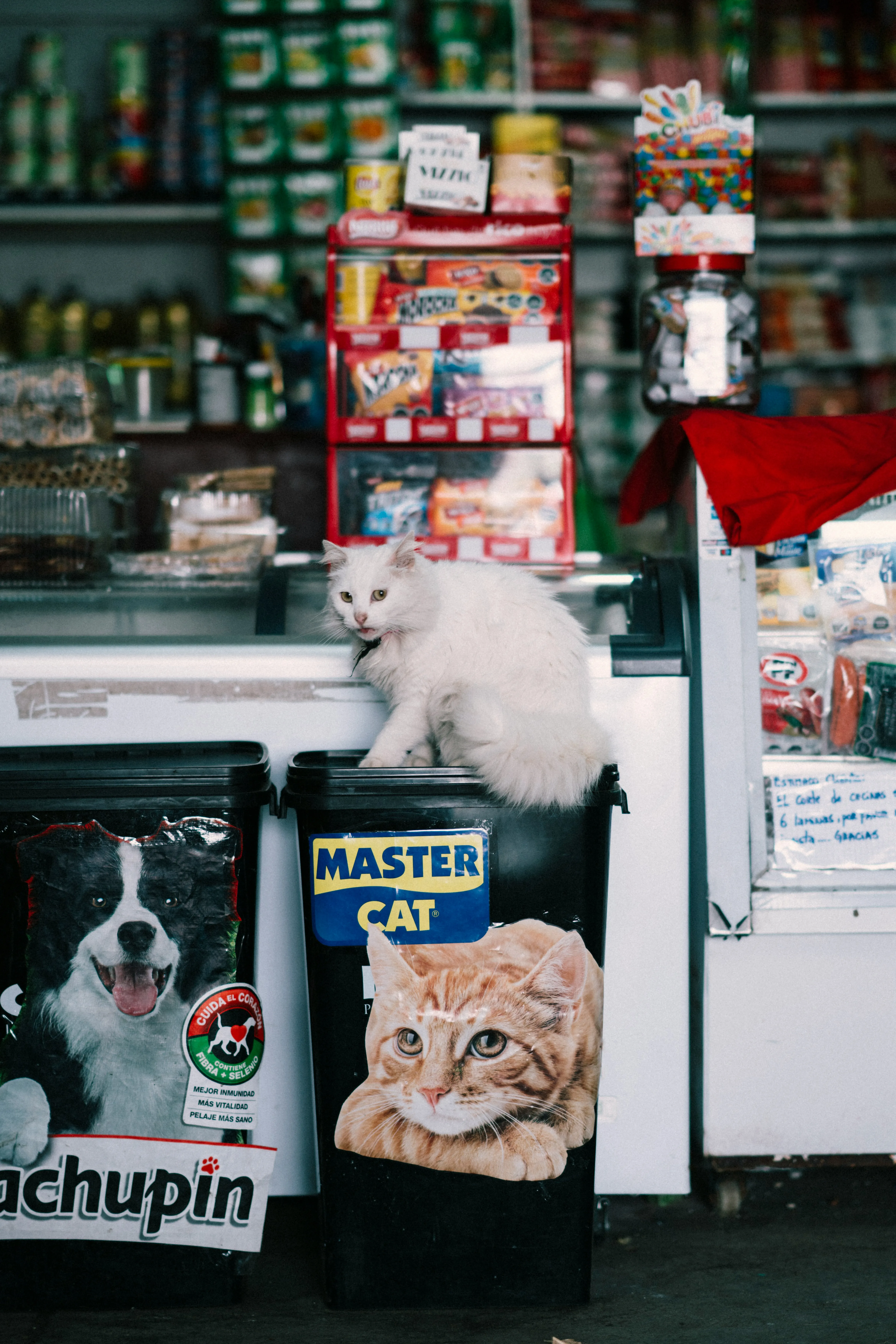 a counter in a shop, with various colorful items and a cat resting nearby.