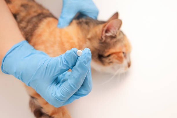 A cat is given a pet deworming tablet