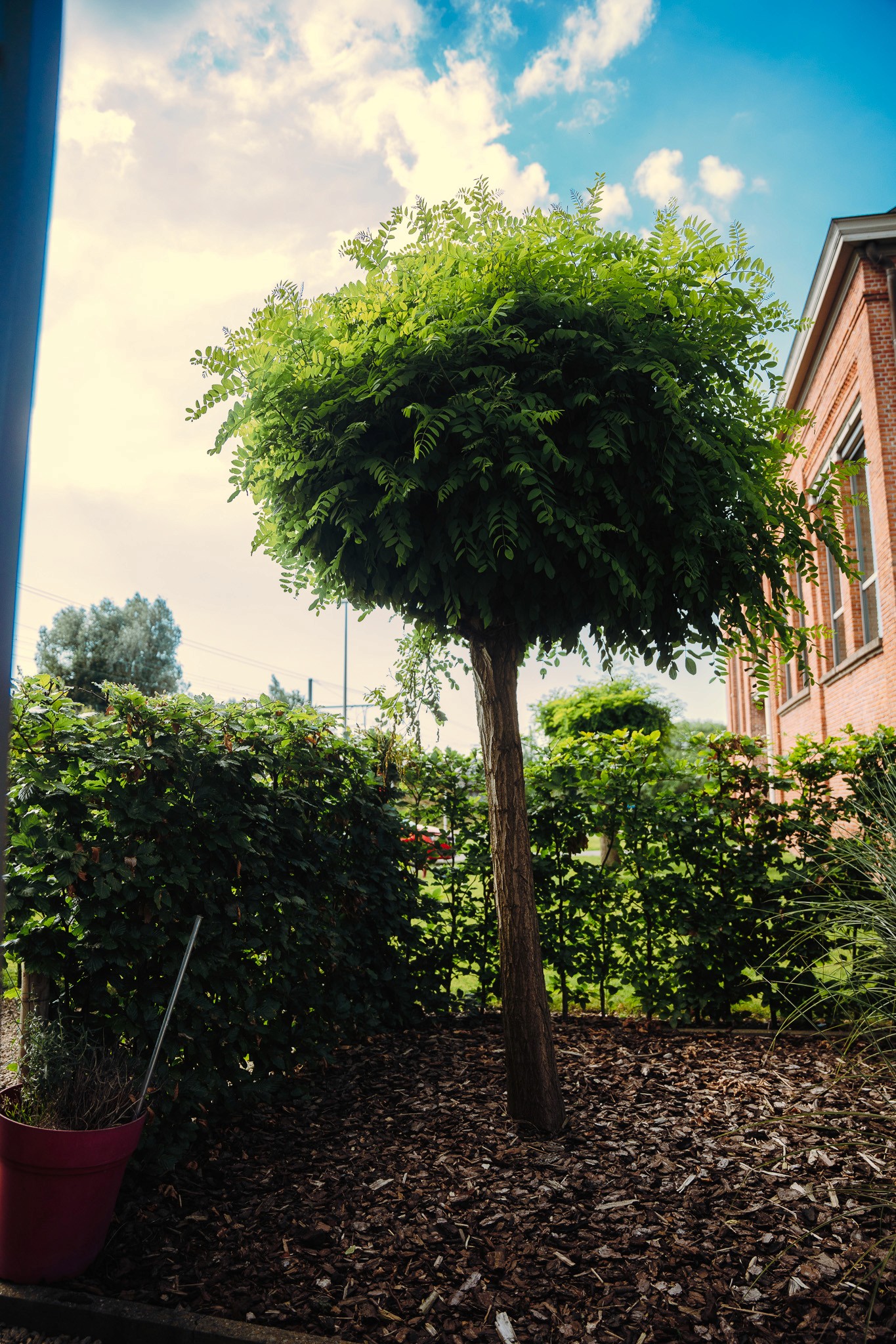 Een minimalistische tuin met strakke paden, zorgvuldig geplaatste planten en een moderne uitstraling, voltooid door Intergreen Tuinen.