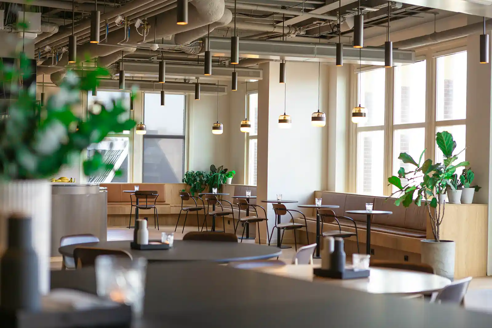 A photo of an office space with green vibrant plants