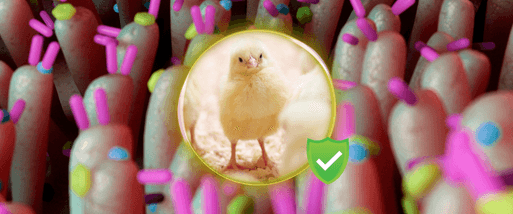 Chickens with protection for pathogens