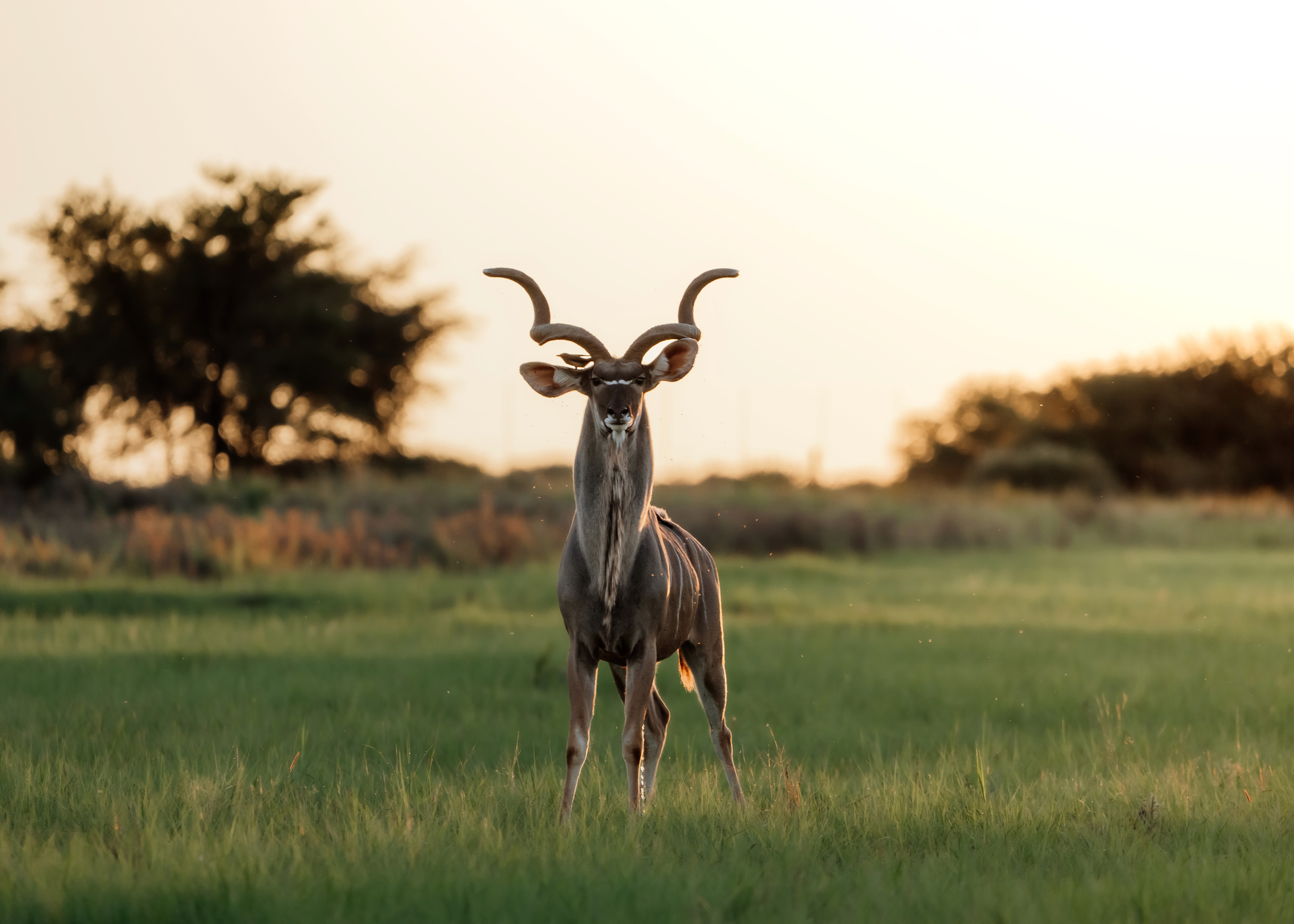 African savanna landscape at golden hour