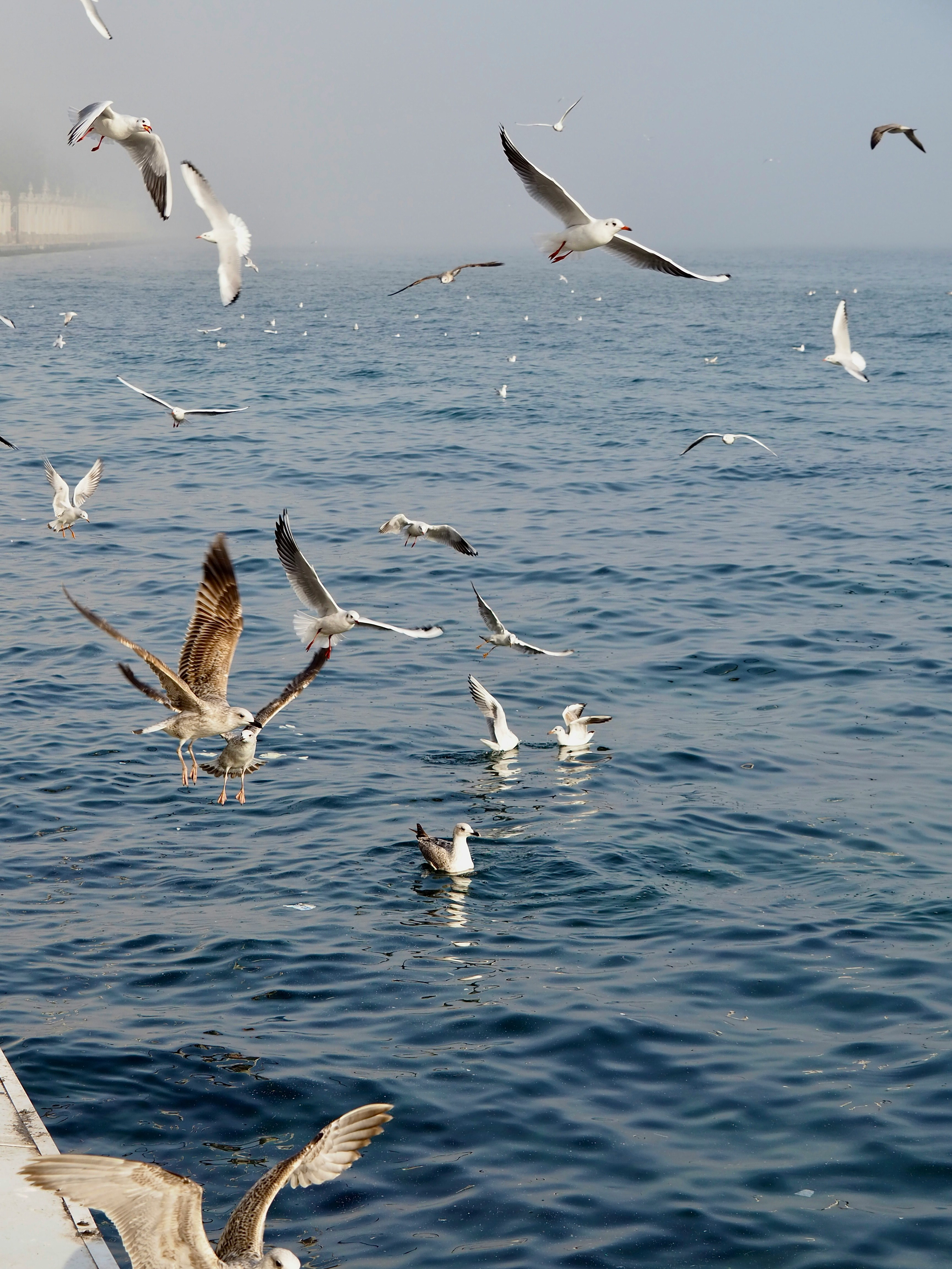 a flock of seagulls flying over a body of water