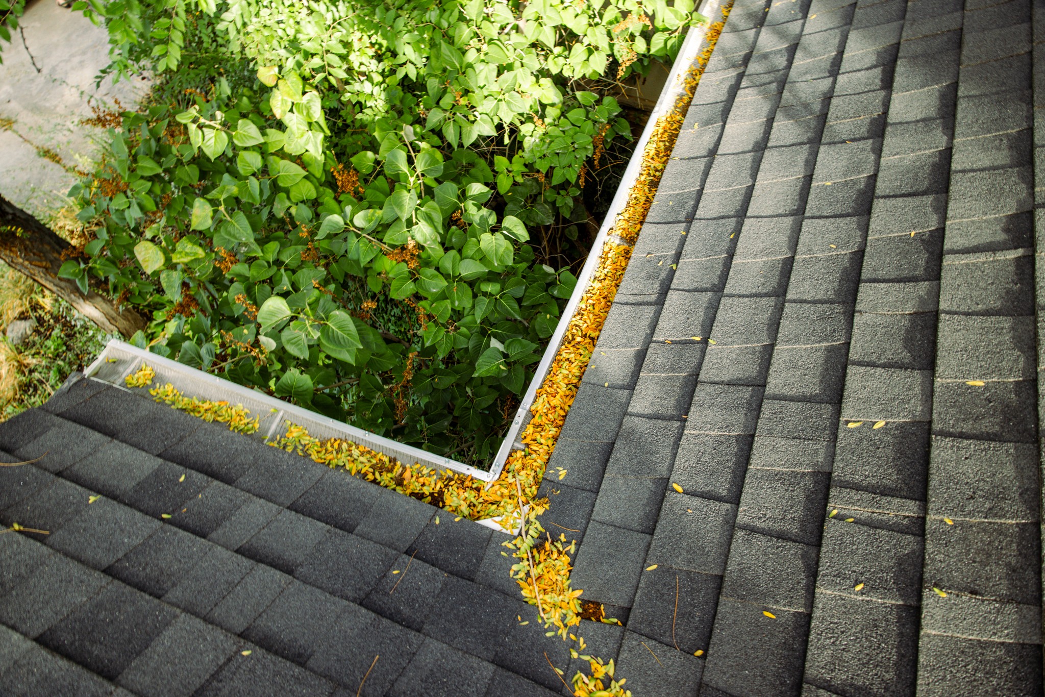 Worker removing debris from Ogden rain gutters