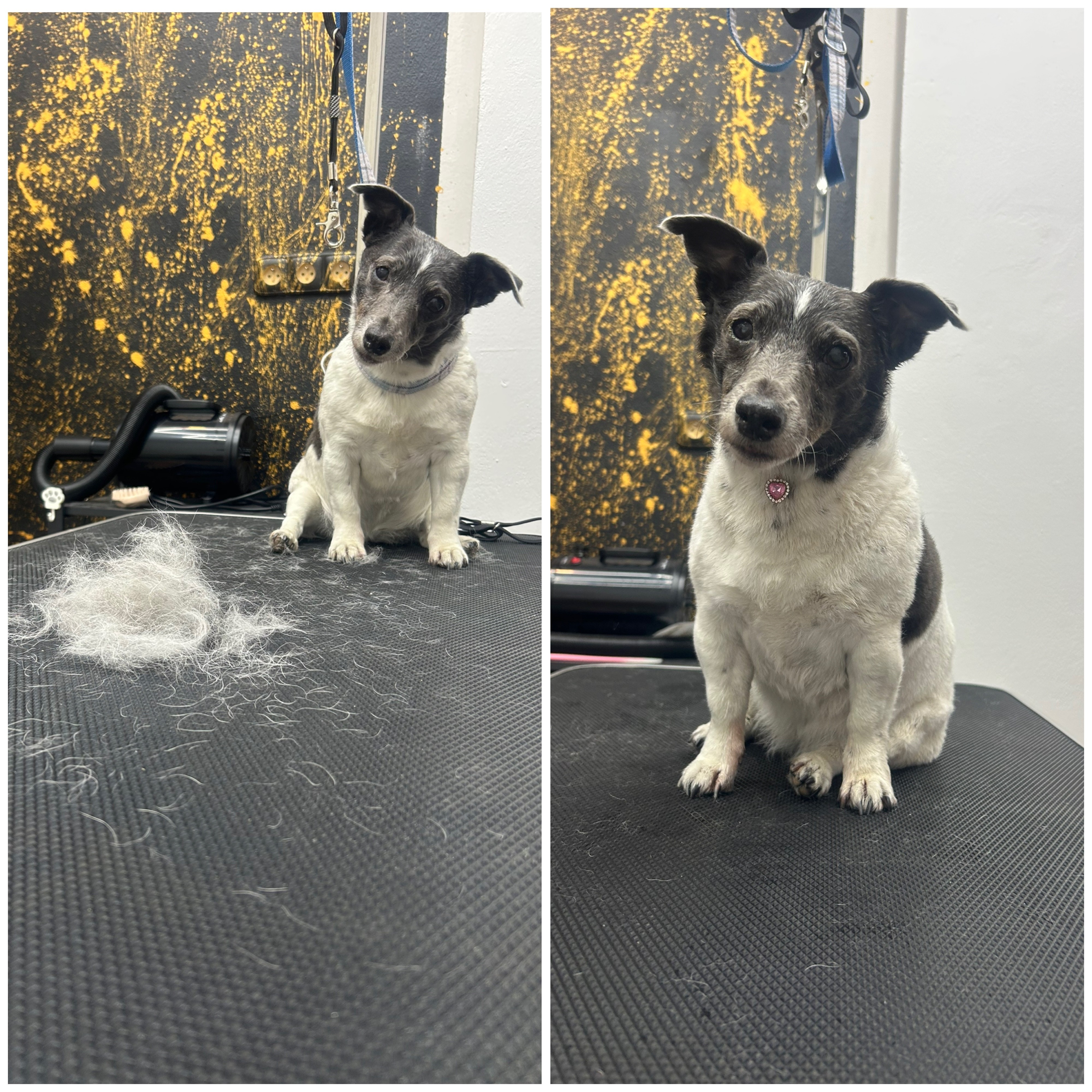 Dobře vybavený psí salon se stolem pro stříhání, nerezovým dřezem a různými potřebami pro péči o domácí mazlíčky.