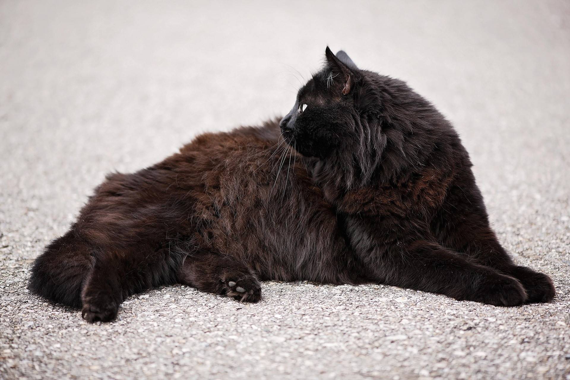 Turkish Angora Grooming Guide
