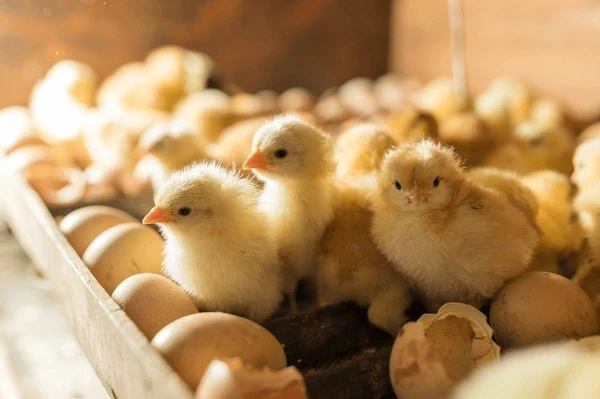 Hatchery Huda Foods