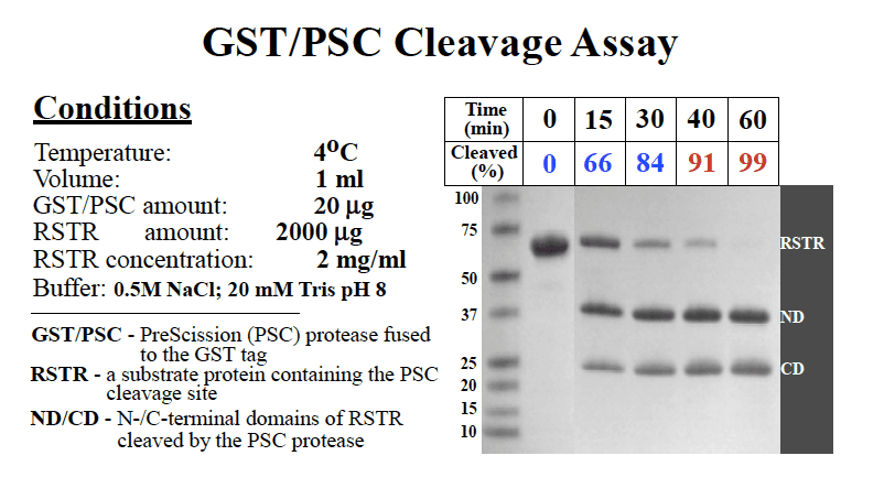 Cleavage assay analysis showing activity of purified PreScission protease