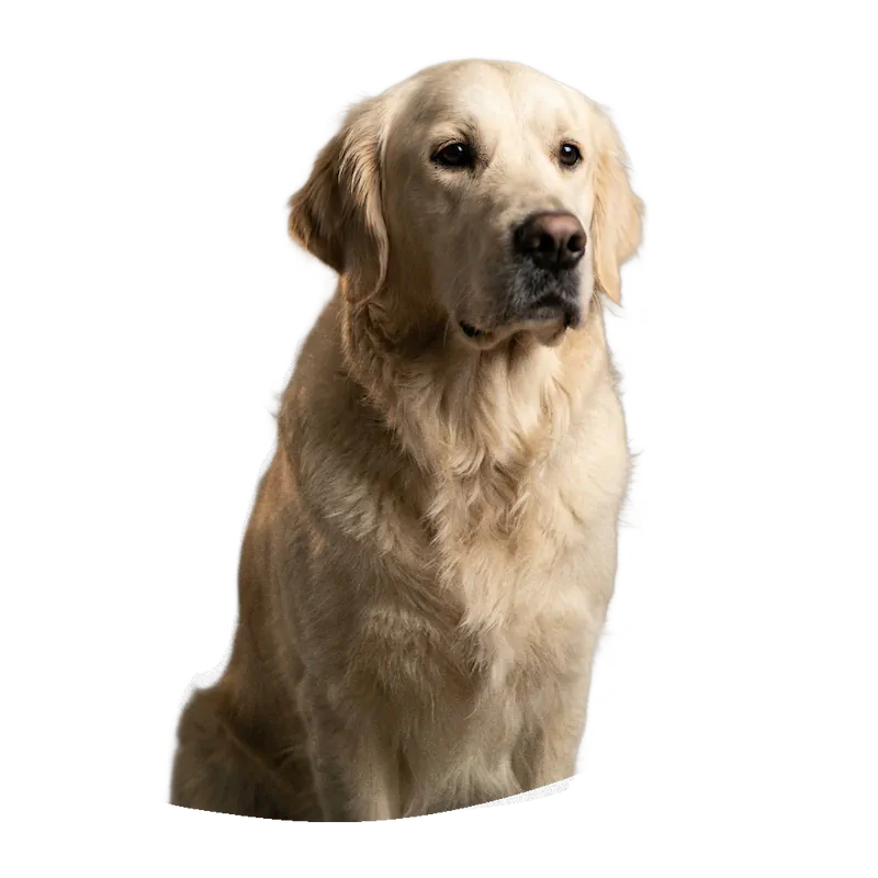 A Golden Retriever sitting down