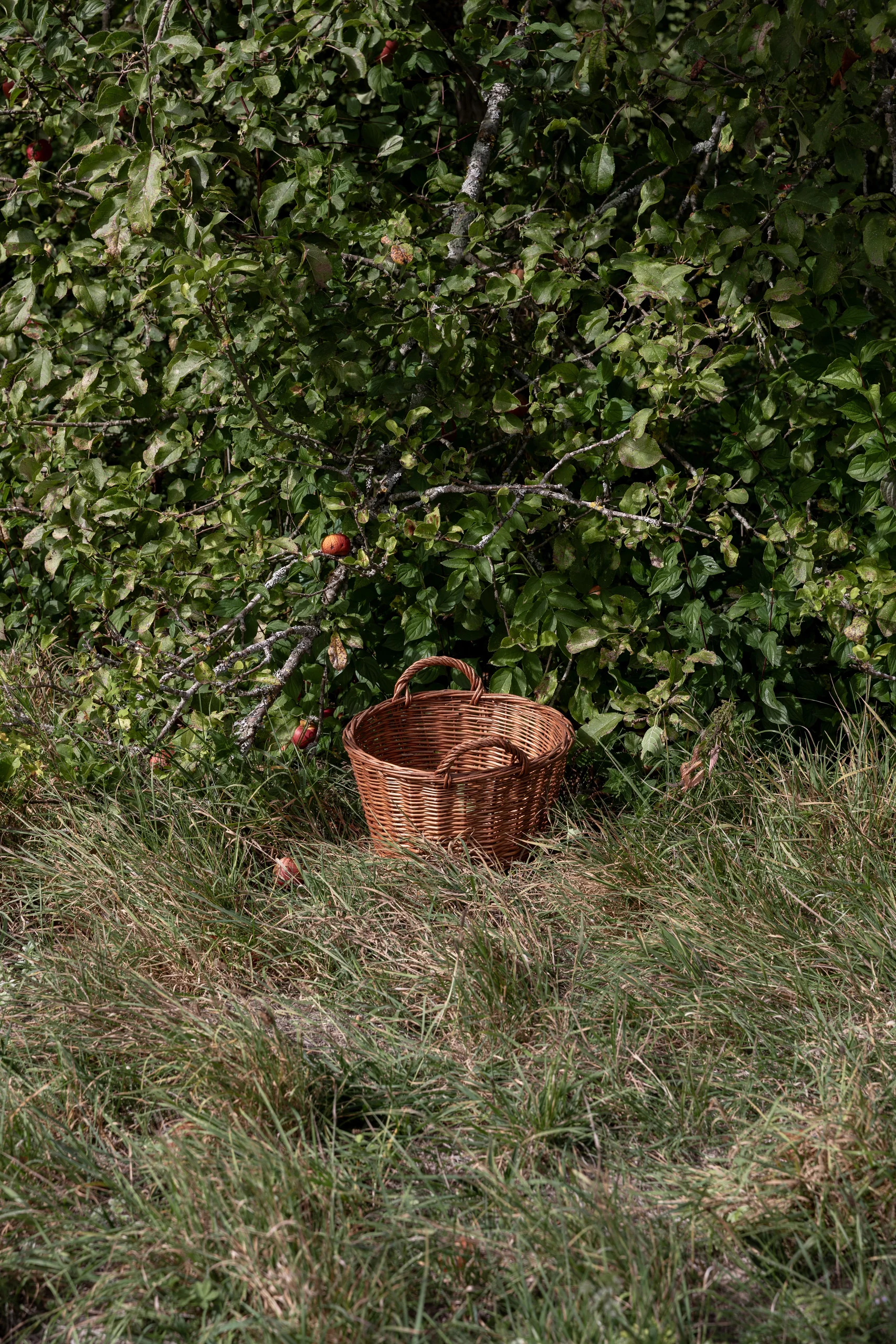 La lumière dans les arbres du domaine de Coulon