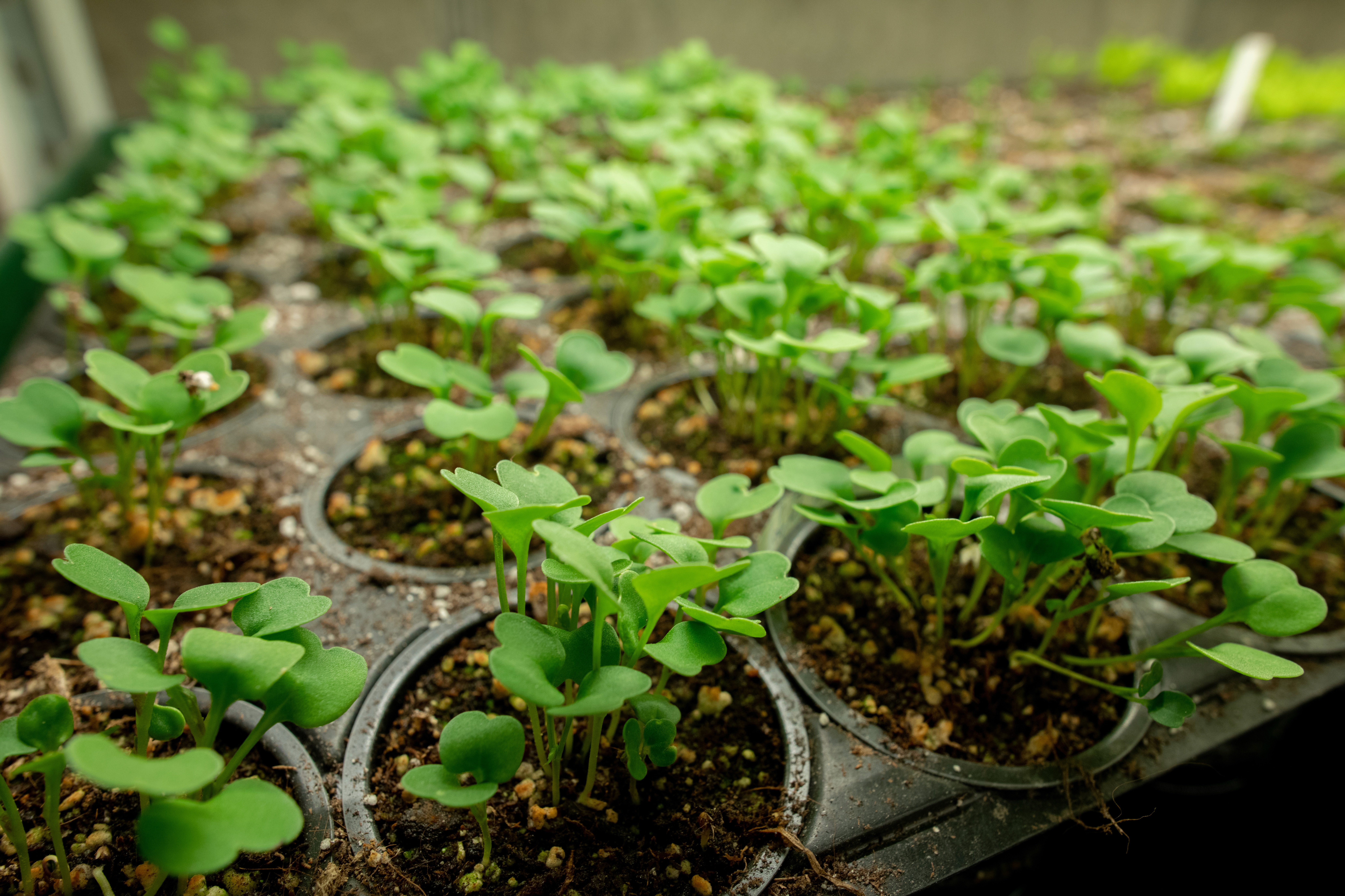 radish seedlings