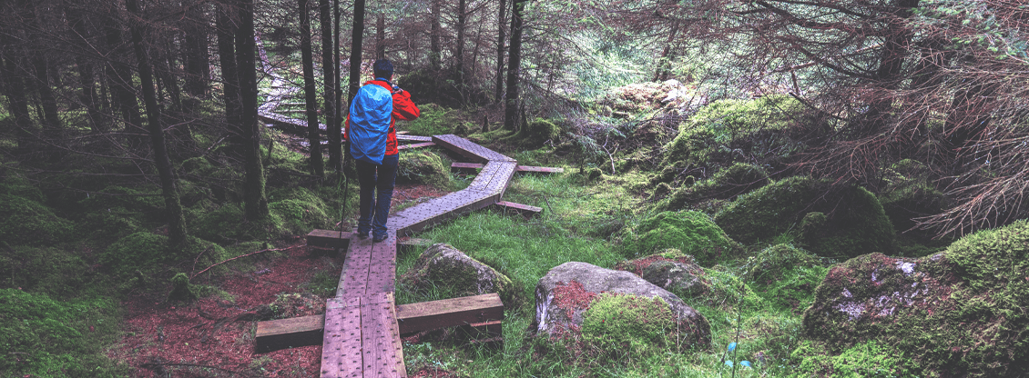 Forrest walkway | Lorrin Lodge | Rathnew Co Wicklow
