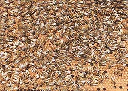 Favo de cria coberto por centenas de operárias de Apis, com alvéolos à mostra nas bordas