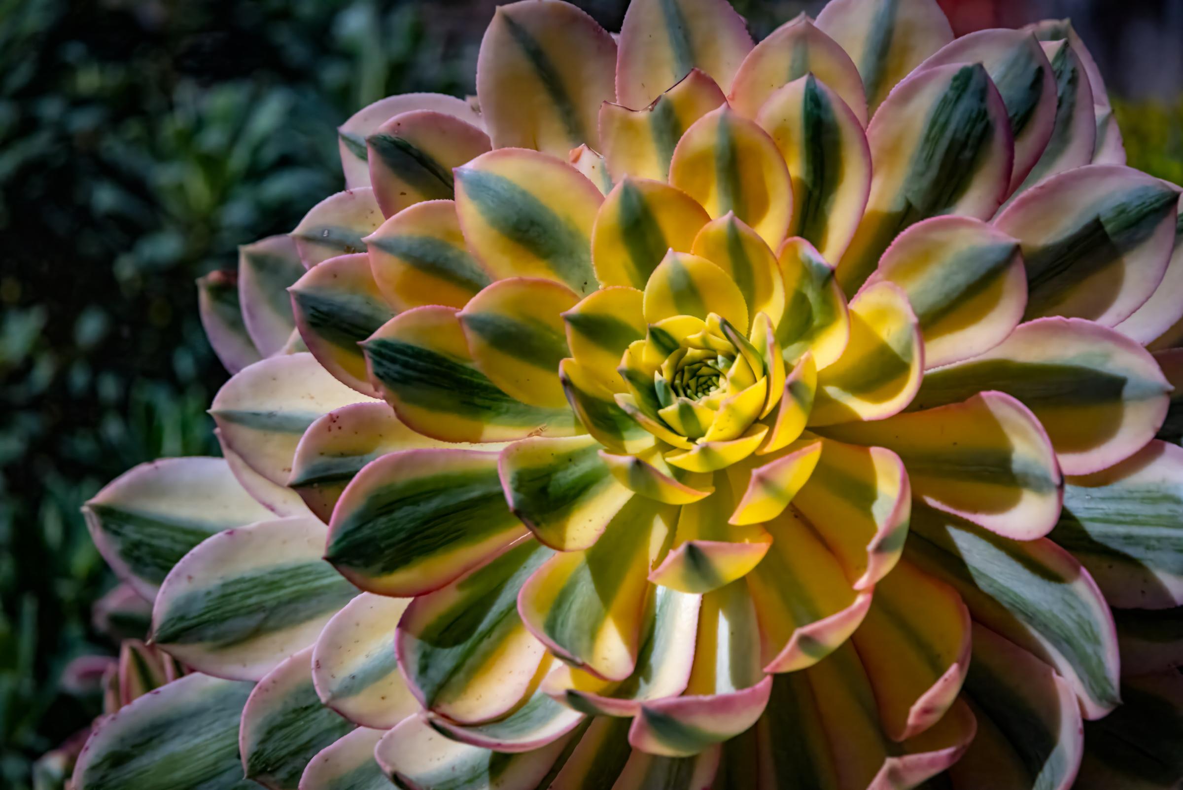 Aeonium Sunburst / Copper Pinwheel Succulent