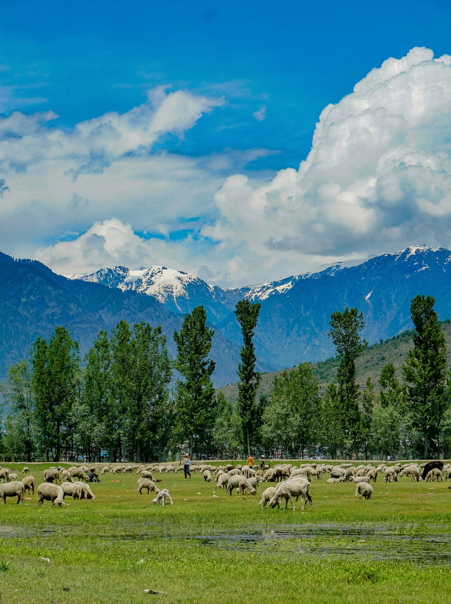red train travelling near body of water