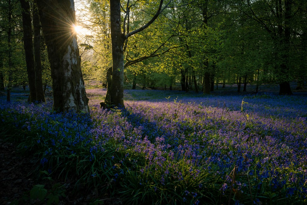 purple petaled flowers near trees