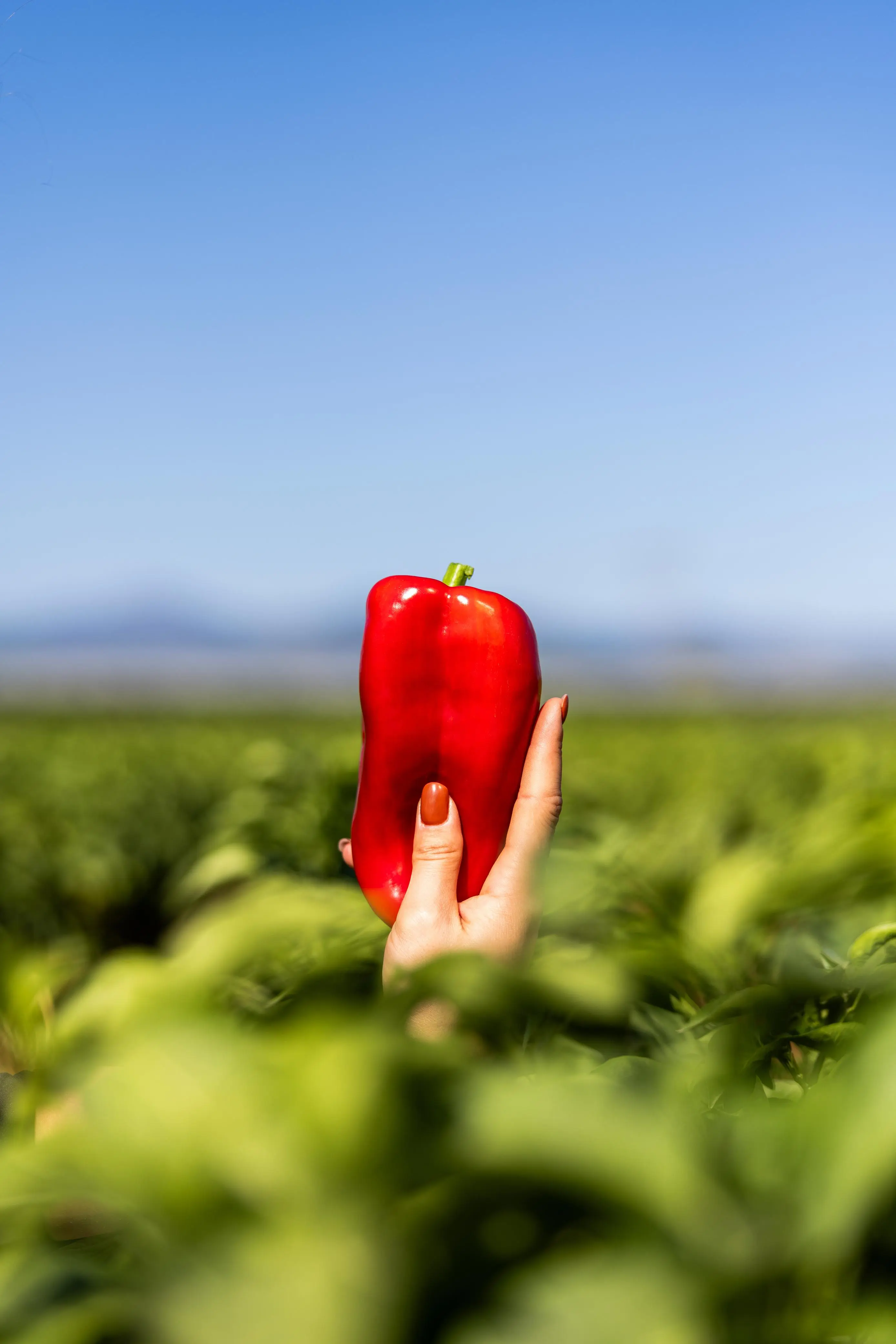 Mano femenina sosteniendo pimiento fresco, futuro Pimiento Asado de El Bierzo de La Bercianita