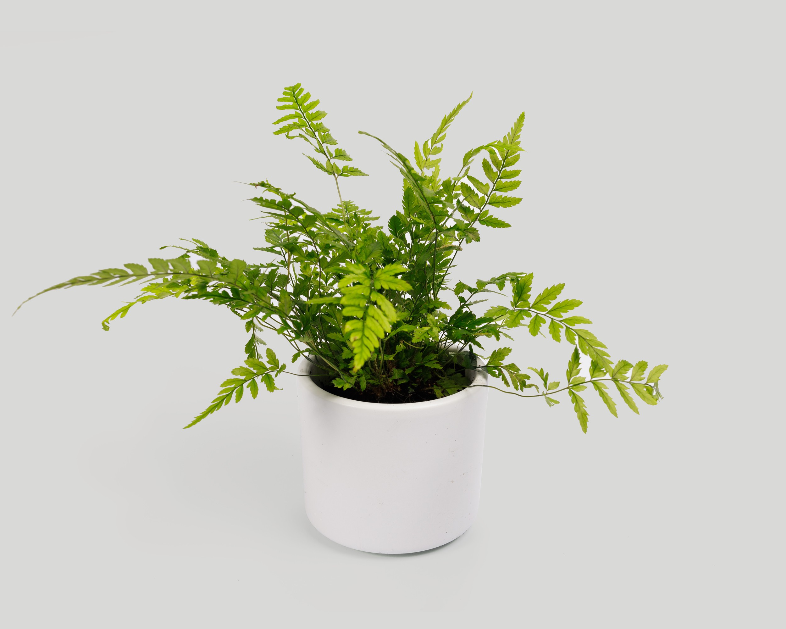 Fern - Athyrium filix-femina