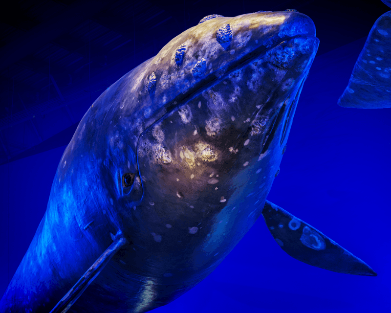 Visitors enjoying FlyOver Iceland ride in Reykjavík, flying over Icelandic landscapes and Northern Lights—an immersive attraction and one of the top things to do in Reykjavik.