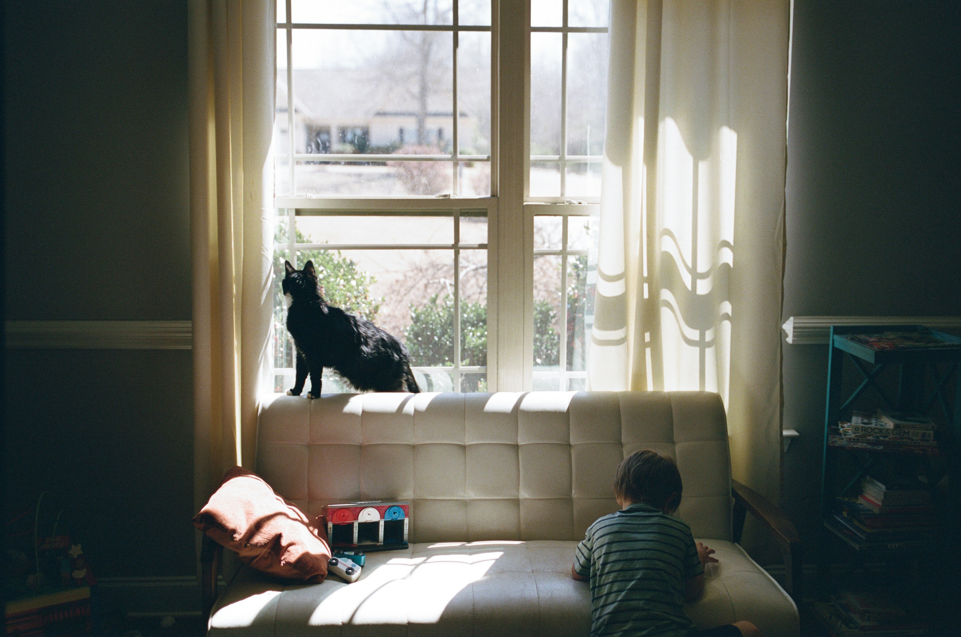 A black cat looks out the window.