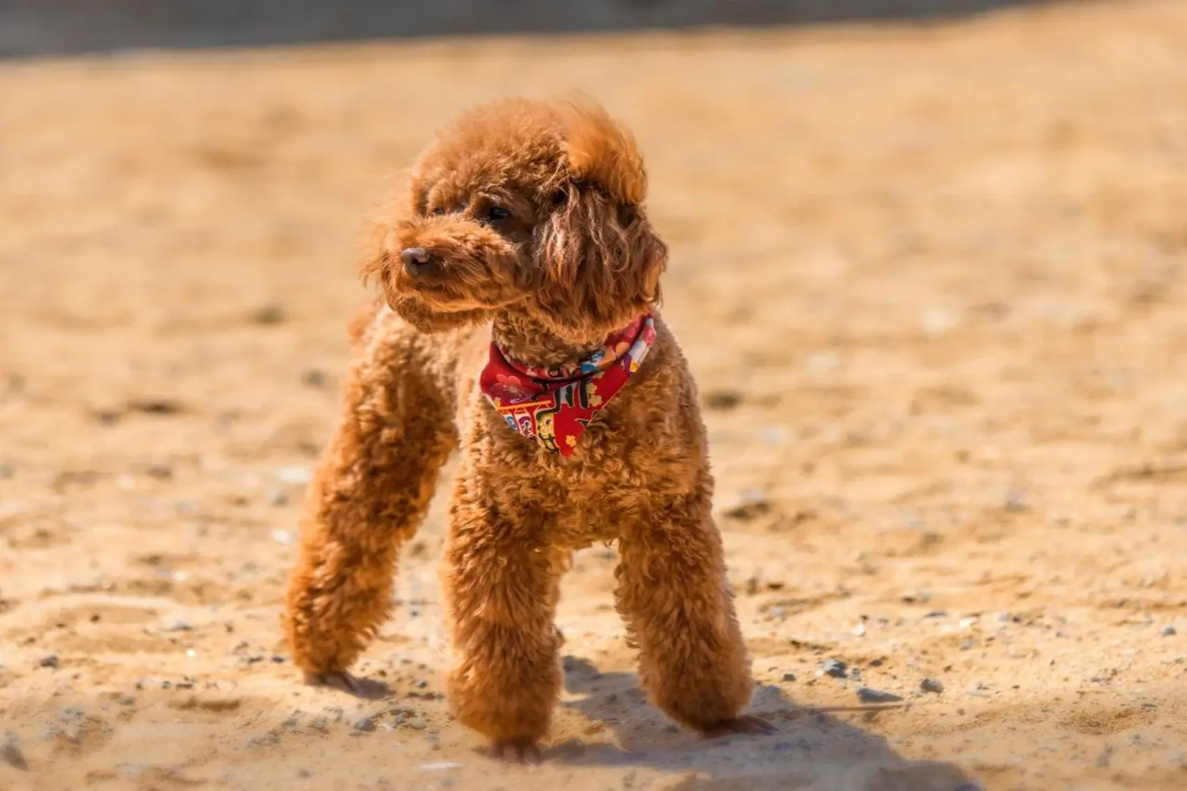 A brown Poodle is standing on the ground and looking at something on its side.
