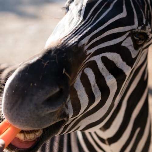 Um close-up de uma zebra comendo uma cenoura laranja segurada por uma pessoa não visível. As listras pretas e brancas da zebra são proeminentes.