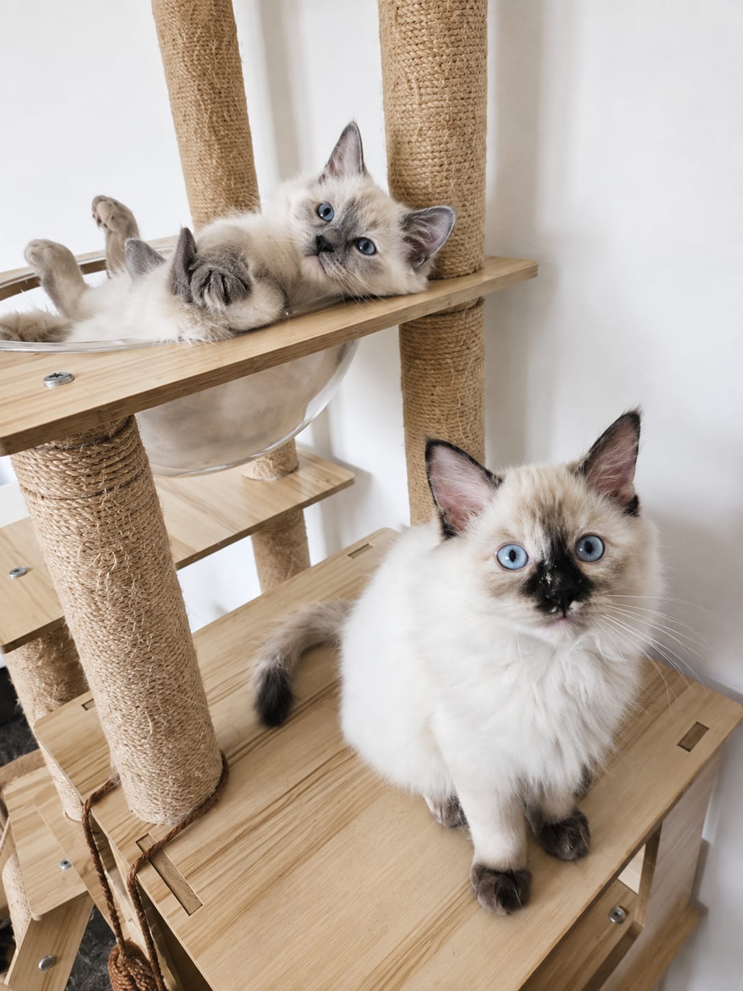 Cats exploring a natural garden setting
