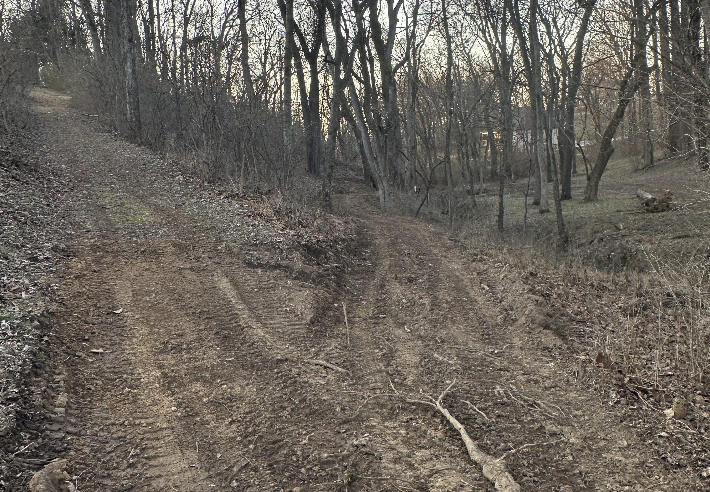 Underbrush clearing in a wooded lot, with a track running through the open woods