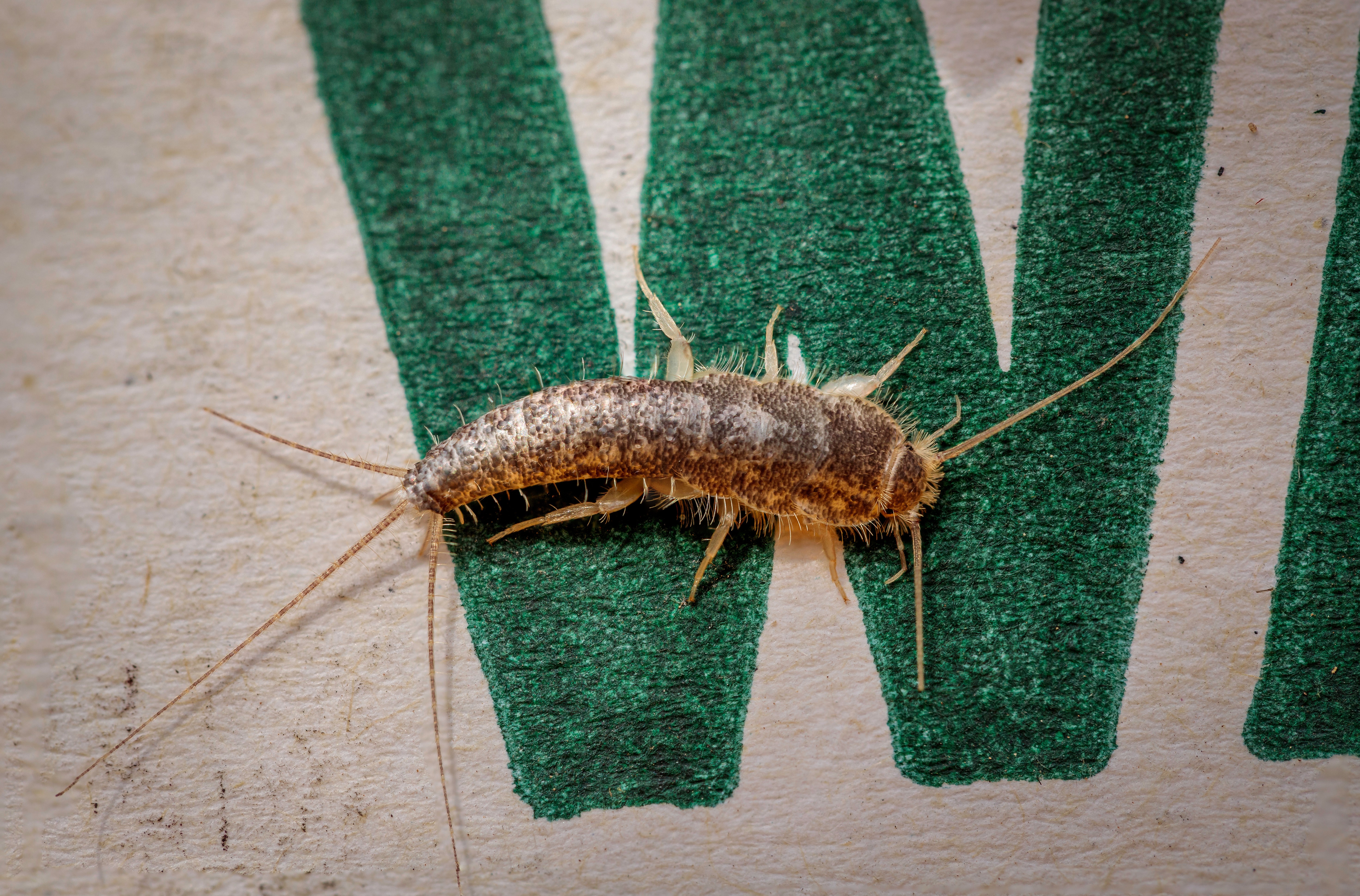 Silverfish in a cardboard box over green W
