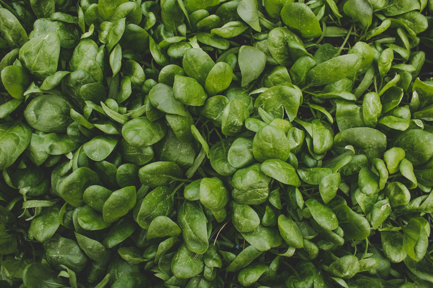 Close-up of fresh dark leafy spinach, a food-first source of iron and folate that supports key nutrient needs during pregnancy.