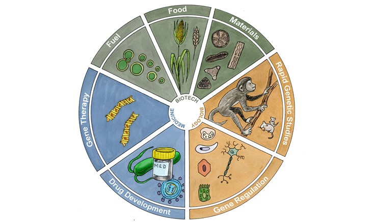 Applications of CRISPR Genome Editing. Adapted from “Development and Applications of CRISPR-Cas9 for Genome Engineering“, Cell, 2014.
