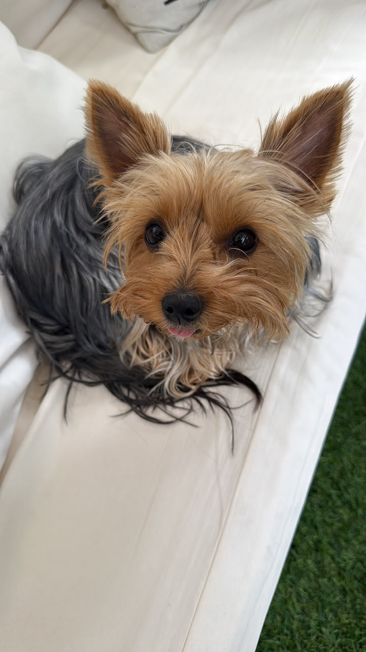 Yorkie mirando a cámara sobre cojín blanco