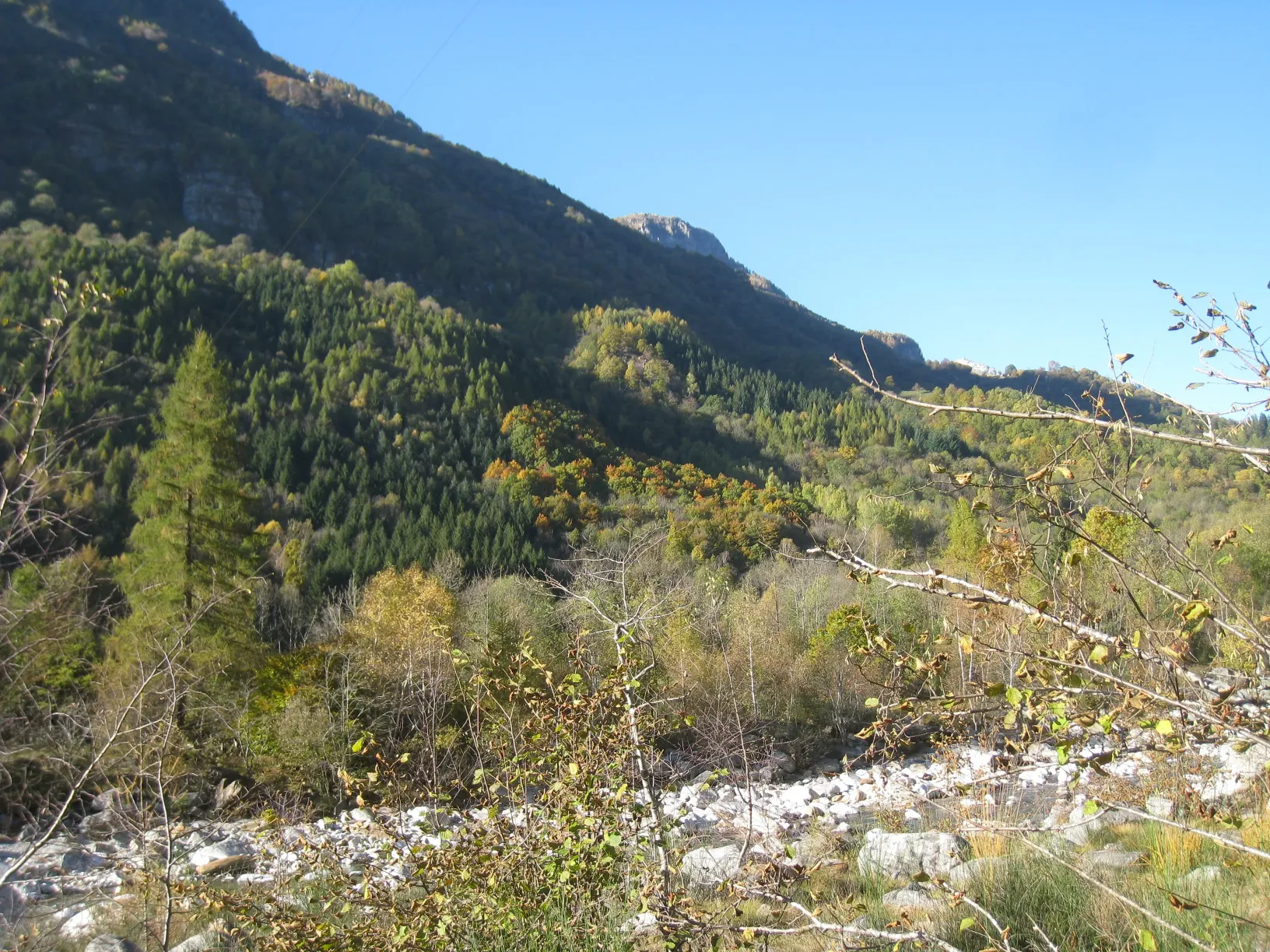 a forest filled with lots of tall trees