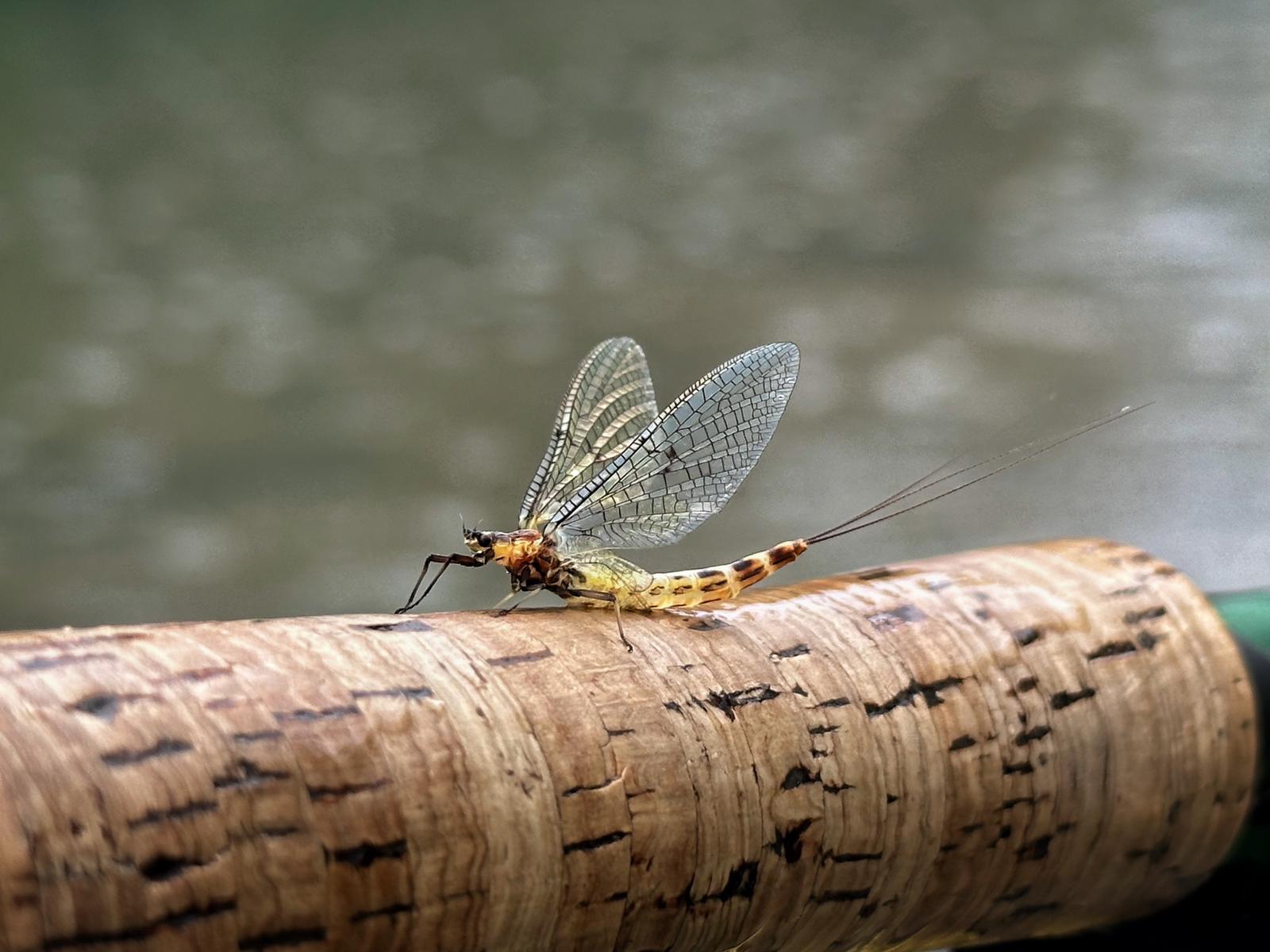 Mediterranean trout fly fishing Barcelona: Close-up of a wild Mediterranean trout with black stripes and vivid autumnal colors.