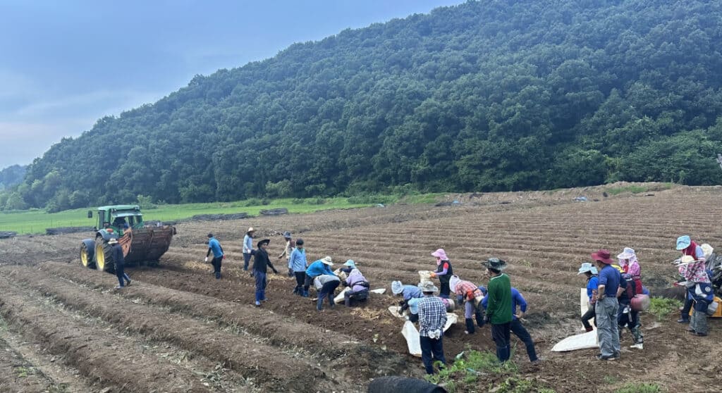 Người lao động làm việc trên cánh đồng nhân sâm Hàn Quốc