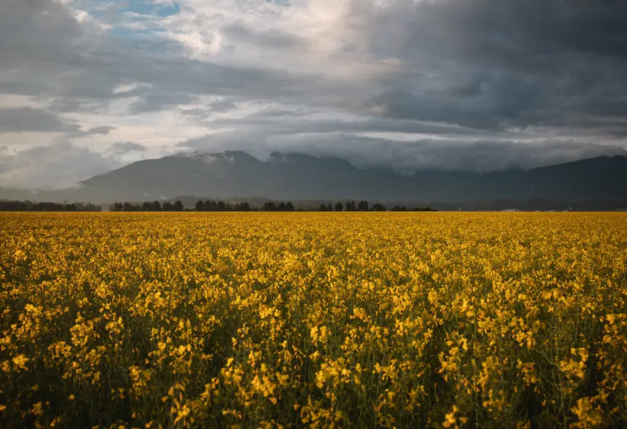 A vast, golden yellow rapeseed field in full bloom at Mengeš, Slovenia, stretching toward a horizon of dark, moody mountains under a dramatic cloudy sky during spring.